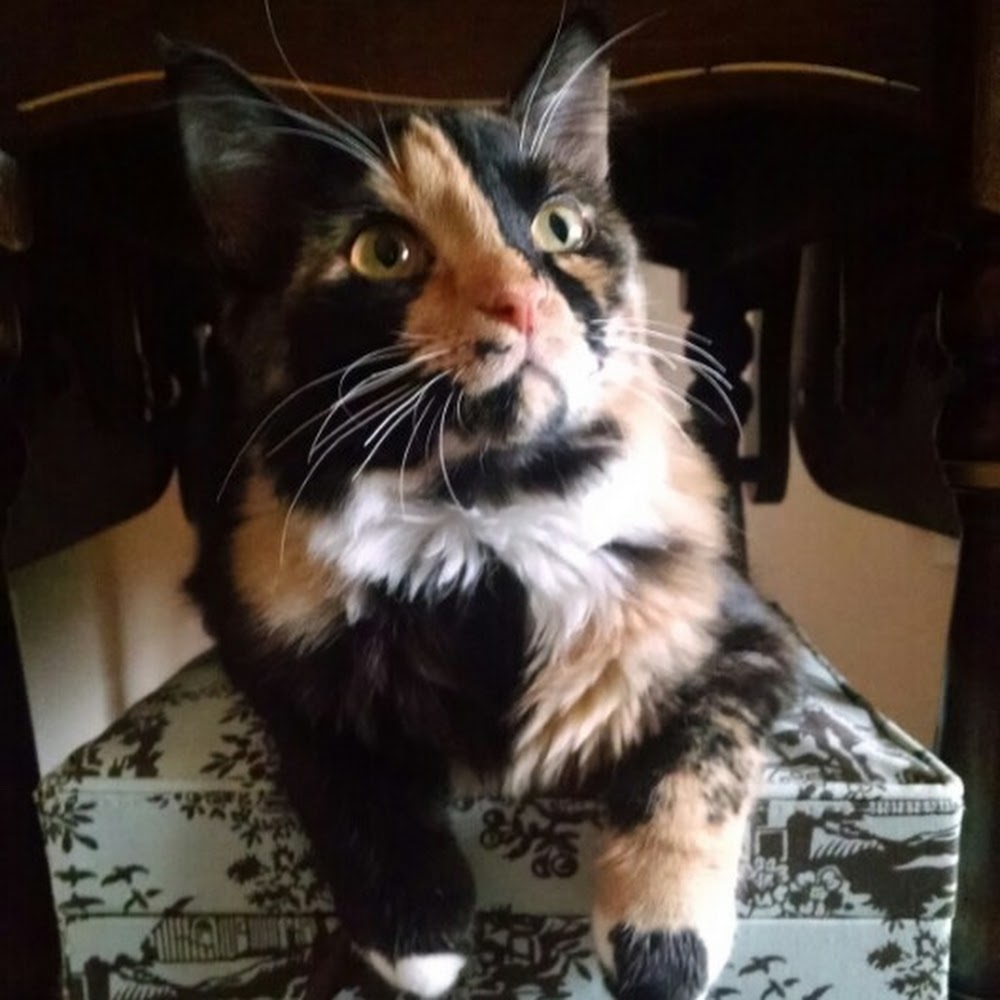 Meet your Posher, Lupie